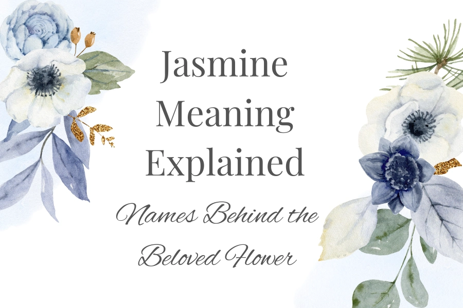 Jasmine Meaning Explained Names Behind the Beloved Flower